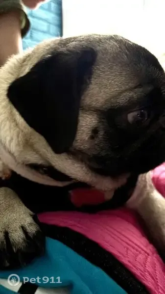 Perdido perro macho, Eje 8, Coacalco de Berriozábal, San Pablo de las Salinas — trae suéter negro con rosa - photo