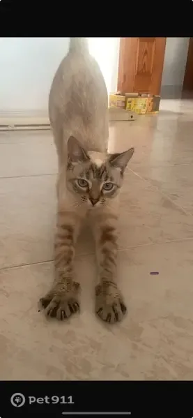 Perdido gato hembra, Carrer de Finlàndia, 7, Santa Eulària des Riu - ojos azules, patas oscuras - photo