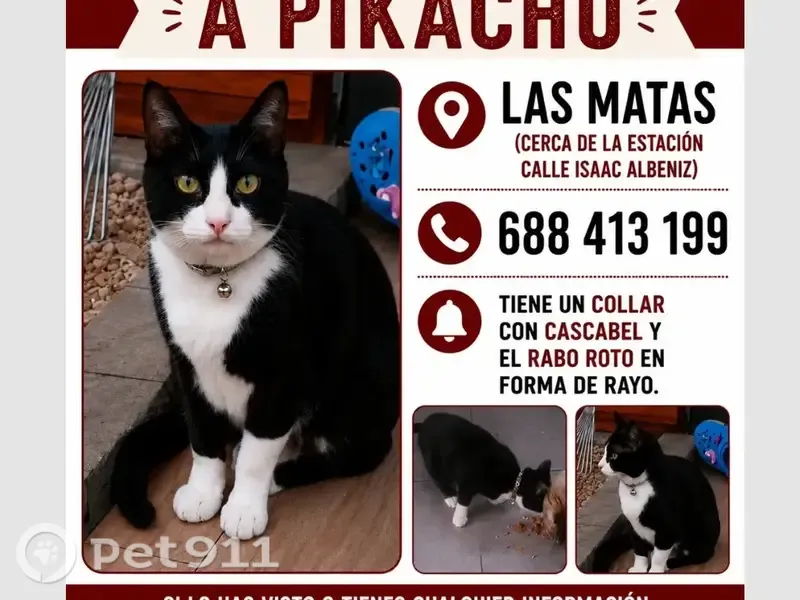 Perdido gato macho en Las Matas, Madrid, cerca de la estación de la calle Isaac Albéniz - photo