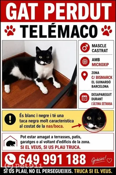 Perdido gato macho, Carrer de Bismarck, Ciutadella - photo