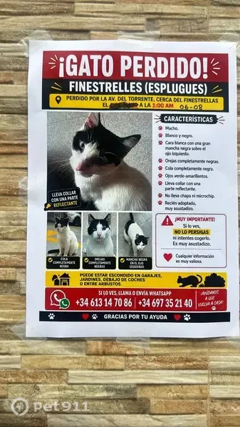 Perdido gato macho, Avinguda de Severo Ochoa, 17, L'Hospitalet de Llobregat, Pozuelo de Alarcon - cola totalmente blanca - photo