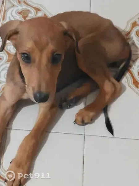 Encontrado perro hembra, Alcantarilla, Región de Murcia, Madrid - cachorro desnutrido - photo