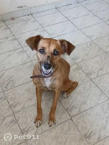 Perdido cachorro fêmea, Lagoinha, São Gonçalo - RJ, Brasil — com coleira rosa e rabo com a pontinha torta - photo