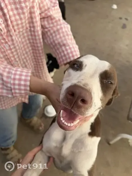 Lost dog, 108th Avenue Northeast, 7259, Norman - brown and white, light blue eyes - photo