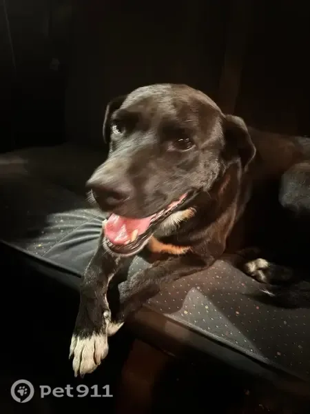 Encontrado perro macho, Elche, Comunidad Valenciana - mediano y muy dócil - photo