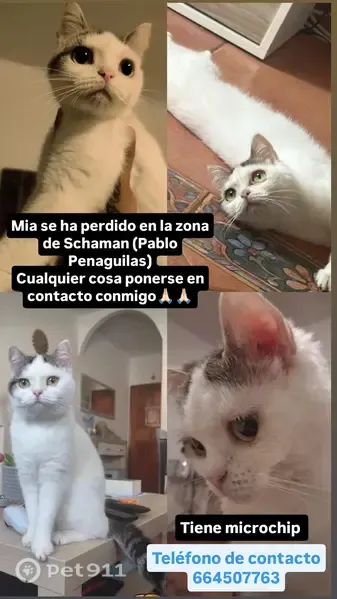 Perdido gato hembra, Calle Pablo Penaguilas, 118, Las Palmas de Gran Canaria - pelaje blanco y ojos verdes - photo