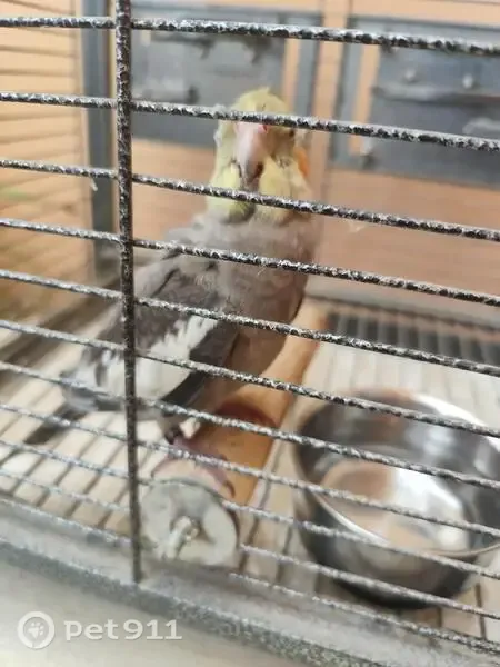 Encontrada ave en Calle la Golondrina, 4, Huércal de Almería, Almeria, muy buen@ - photo