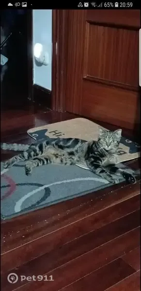 Perdido gato, Cristina-Enea Parkea, 58, Donostia / San Sebastián — marrón con rallas negras - photo