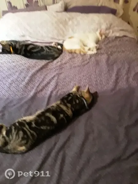 Lost cat, Sandiford Close, 27, Cross Gates — tortoiseshell with black circle markings, friendly - photo