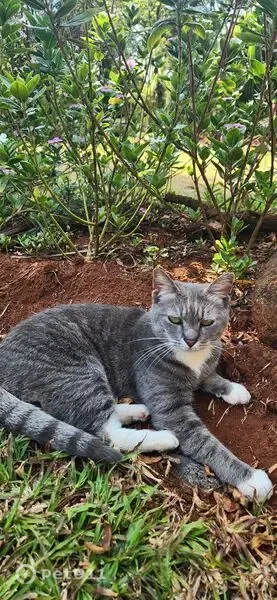 Lost cat, Hamerkop Street, 134, Pretoria, Cape Town - female, friendly outdoor cat - photo