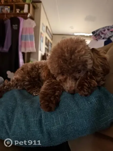 Lost dog, Claud Fleahop Road, 2736, Eclectic, Birmingham — male toy poodle with a blue plaid collar - photo