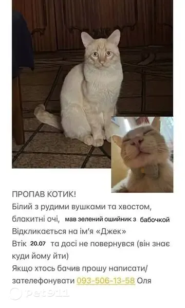Зникла кішка, Костанайська вулиця, 12, Київ - photo