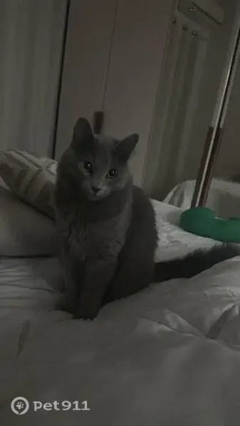 Perdido gato fêmea, Rua Satyro Loureiro, 666 - pelo cinza, porte médio, dócil - photo