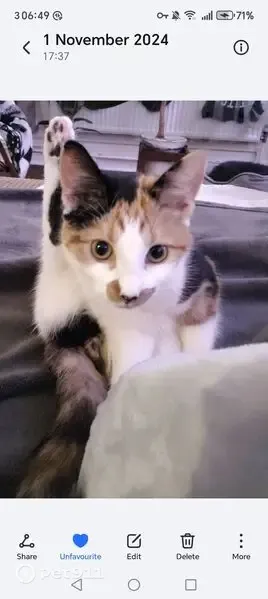 Lost cat, Downs Park Road, 84, Highbury — female, calico colours - photo
