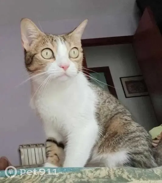 Perdido gato hembra, Avinguda de Canaletes, 39, Cerdanyola del Vallès, Barcelona - tímida y cariñosa - photo