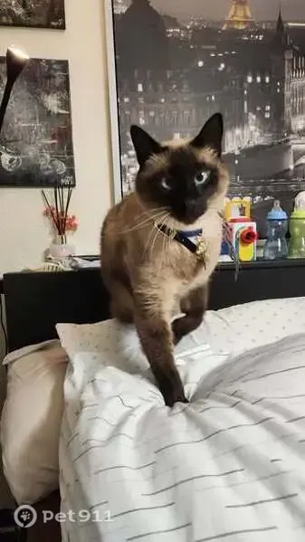 Lost cat, Lakewood, Washington, Seattle — Siamese with brown paws and patch on chest - photo