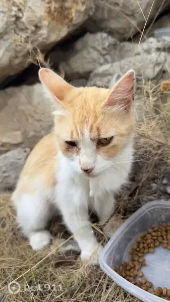 Encontrado gato hembra, Avenida de Jaime I, Alicante - photo