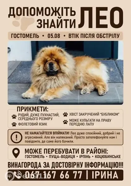 Зникла собака, Гостомель, Київська область — наляканий, кульгає на праву лапу - photo