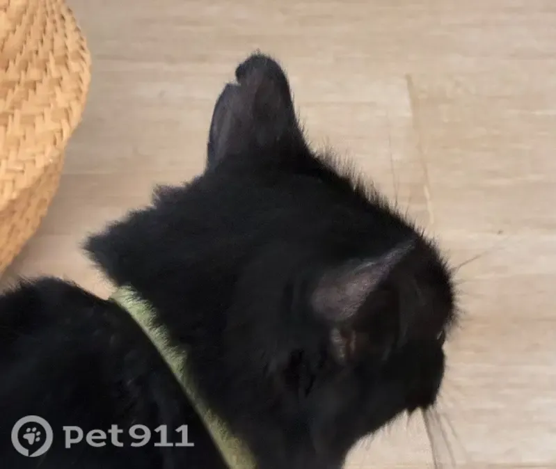 Encontrado gato hembra, Carrer Carlos Sentí, 25, Dénia, Denia - negra, de pelo largo - photo
