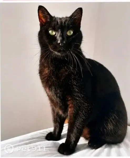 Perdido gato macho, Camino de Guerrero, El Palmar de Vejer - negro, castrado y de patas cortas - photo