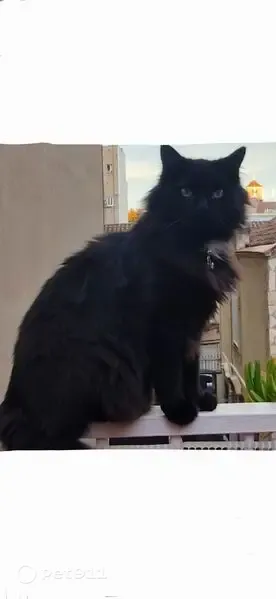 Perdido gato masculino, Carrer de Rafael Casanova, 25, Santa Coloma de Gramenet, Sant Adria de Besos - negro, pelo largo, mancha blanca en el cuello - photo