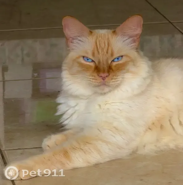 Perdido gato masculino, Calle Alfredo Calderón, 5, Las Palmas de Gran Canaria — ojos azules y microchip - photo