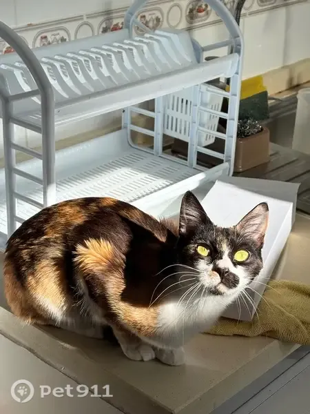 Perdido gato, Carrer Capità Alfons Vives, 54AC, Elche - responde a Kitty - photo