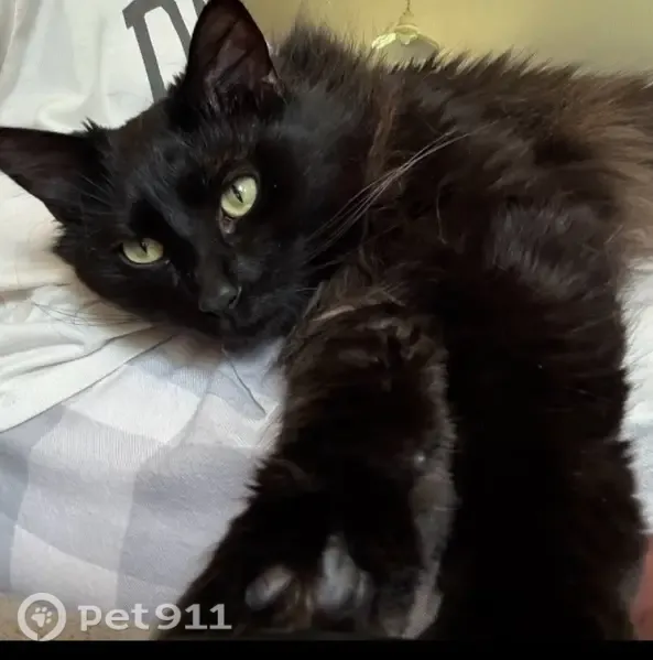 Lost cat, 298th Avenue Northwest, 13830, Princeton, Cambridge - male, black longhair - photo