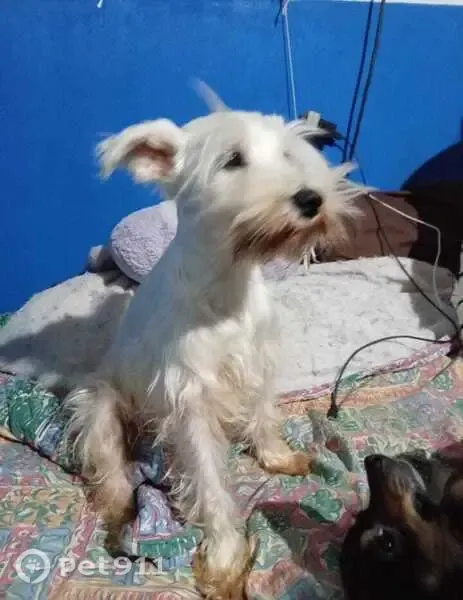 Perdido perro hembra, Segunda Cerrada de Jacarandas, 16, San Miguel Ajusco — pelo corto y nariz negra - photo