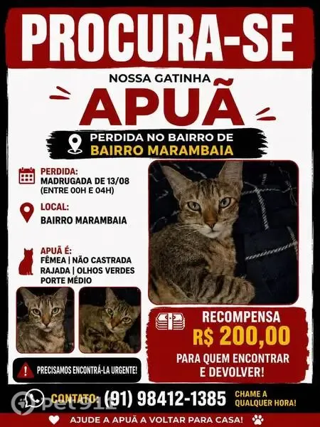 Perdida gata fêmea, Marambaia, Belém - PA, Brasil - rajada com nuances amareladas - photo
