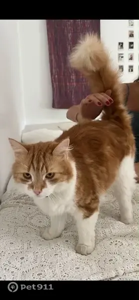 Perdido gato masculino, Calle San Juan de la Cruz, 3, Pozuelo de Alarcón, Leganes - blanco y naranja, con chapa - photo
