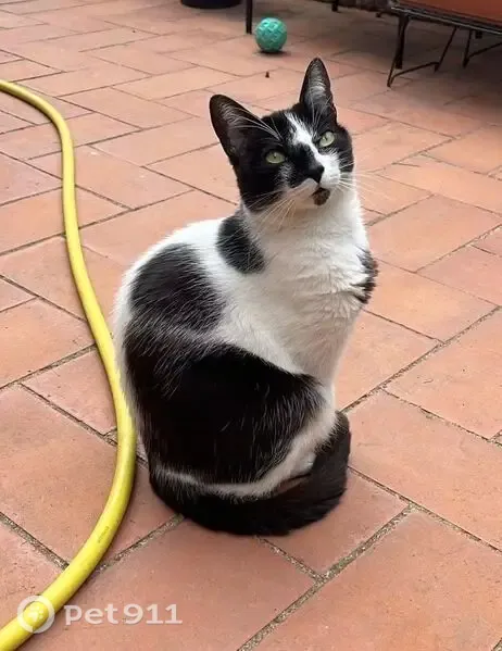 Perdido gato hembra, Carrer Alt de Pedrell, Barcelona — blanca y negra, con toda la cola negra - photo