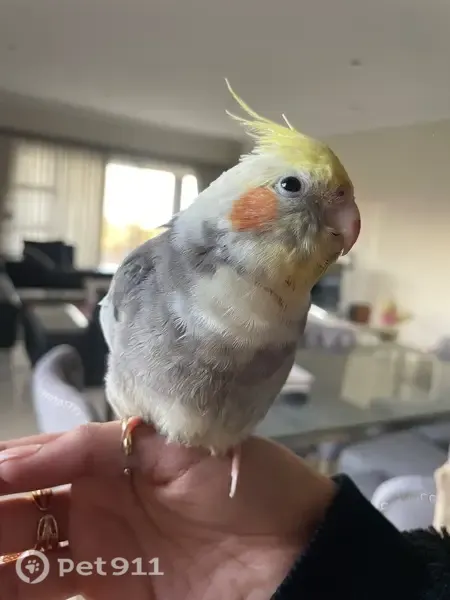 Lost bird, Sugar Mill Road, Port Shepstone — small, with orange cheeks - photo