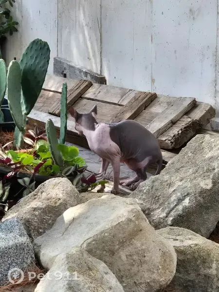 Encontrado gato macho en Calle Ayala, Jerez de la Frontera, gris claro y lomo gris más oscuro - photo
