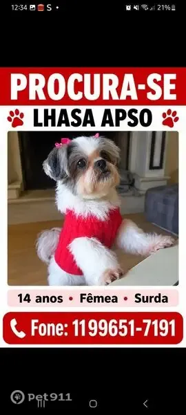 Perdido cachorro fêmea, Roseira, Jundiaí - SP, Brasil — pequena e dócil - photo