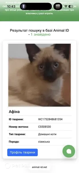Знайдена кішка, Келецька вулиця, 20, Вінниця — йде до рук - photo