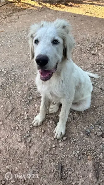 Encontrado perro macho, Carretera de Alagón a La Almunia de Doña Godina, Épila, Oliver-Valdefierro - photo