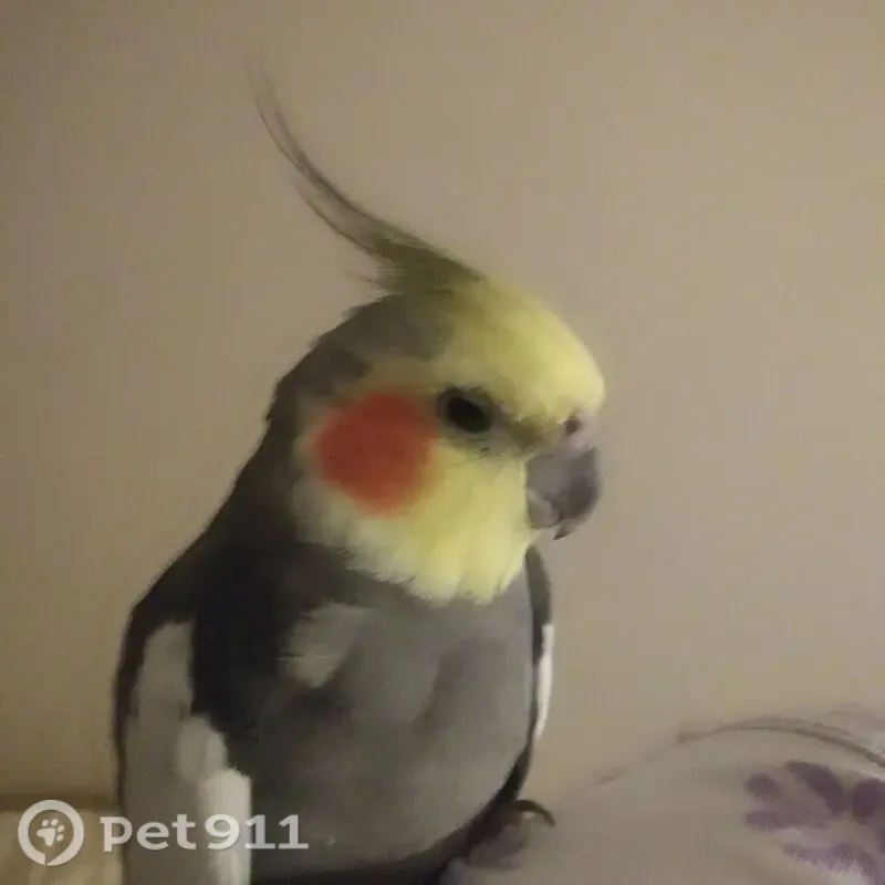 Lost bird, Loma Avenue, Syracuse, Manhattan — male gray cockatiel - photo