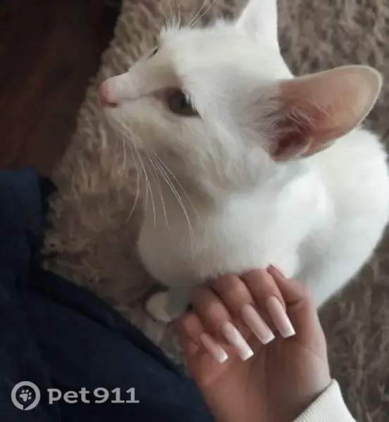 Зникла кішка, Руська вулиця, 261, Чернівці — повністю біла, 1 рік - photo