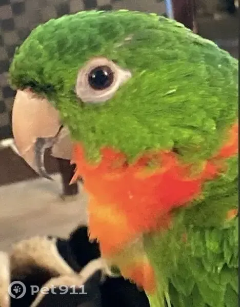 Lost bird, Wolf Road, Town of Colonie, Albany - green red-throated conure responds to his name - photo