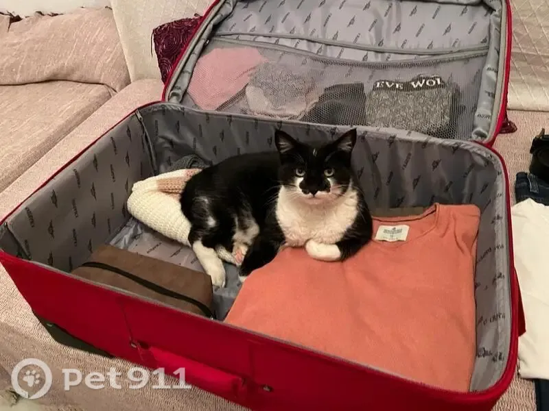 Perdido gato macho, Calle Austria, 8, La Línea de la Concepción - blanco y negro, muy afable - photo