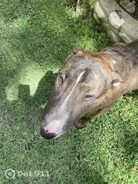 Encontrado perro macho, Mijas, Andalucía, Malaga — sin collar - photo