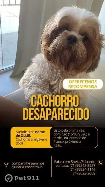 Perdido cachorro macho, Itaitu, Jacobina - BA, Brasil — Shih tzu branco e marrom claro - photo