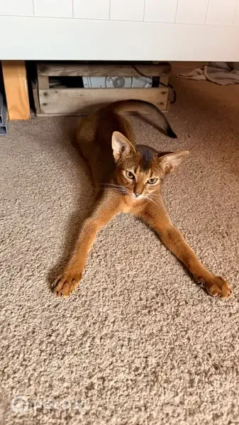 Lost cat, Stratford Road, 74, Wolverton — very adventurous - photo