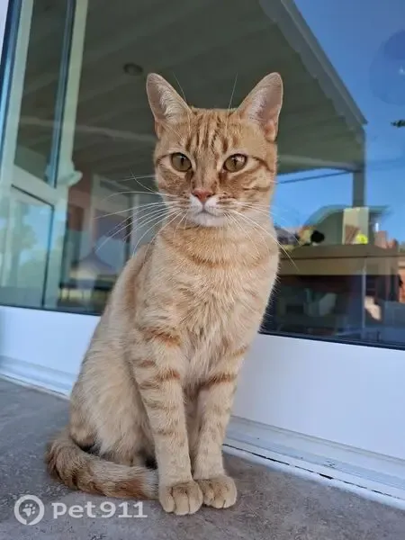 Perdido gato masculino, Avenida de la Fabriquilla, 3C, Roquetas de Mar — asustadizo y esquivo - photo