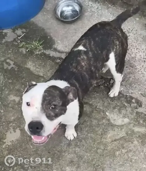 Perdido cachorro macho, Rua Setenta e Sete, 172 - pitbull branco e mesclado, 2 anos - photo