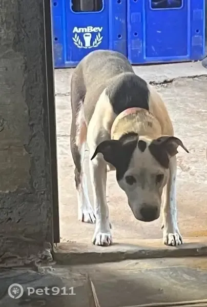 Perdido cachorro fêmea, Rua Setenta e Sete, 25 — pitbull branca com preto - photo