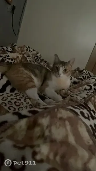 Perdido gato hembra, Calle Delicias, 90, Sevilla - tricolor y asustada - photo
