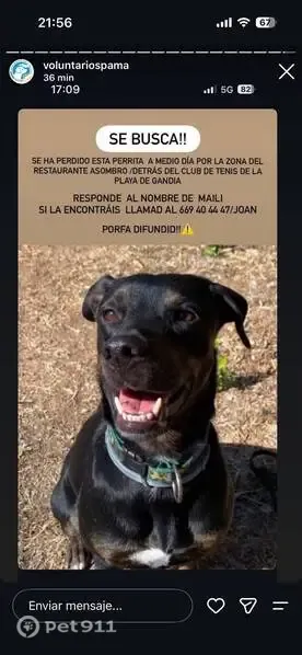 Perdido perro hembra, Carrer dels Nenufars, 11A, Gandia - photo
