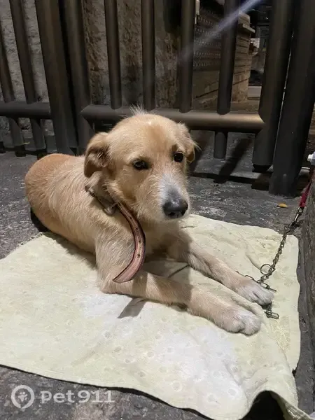 Encontrado cachorro macho, Pechincha, Rio de Janeiro - RJ, Brasil, coleira de pano - photo
